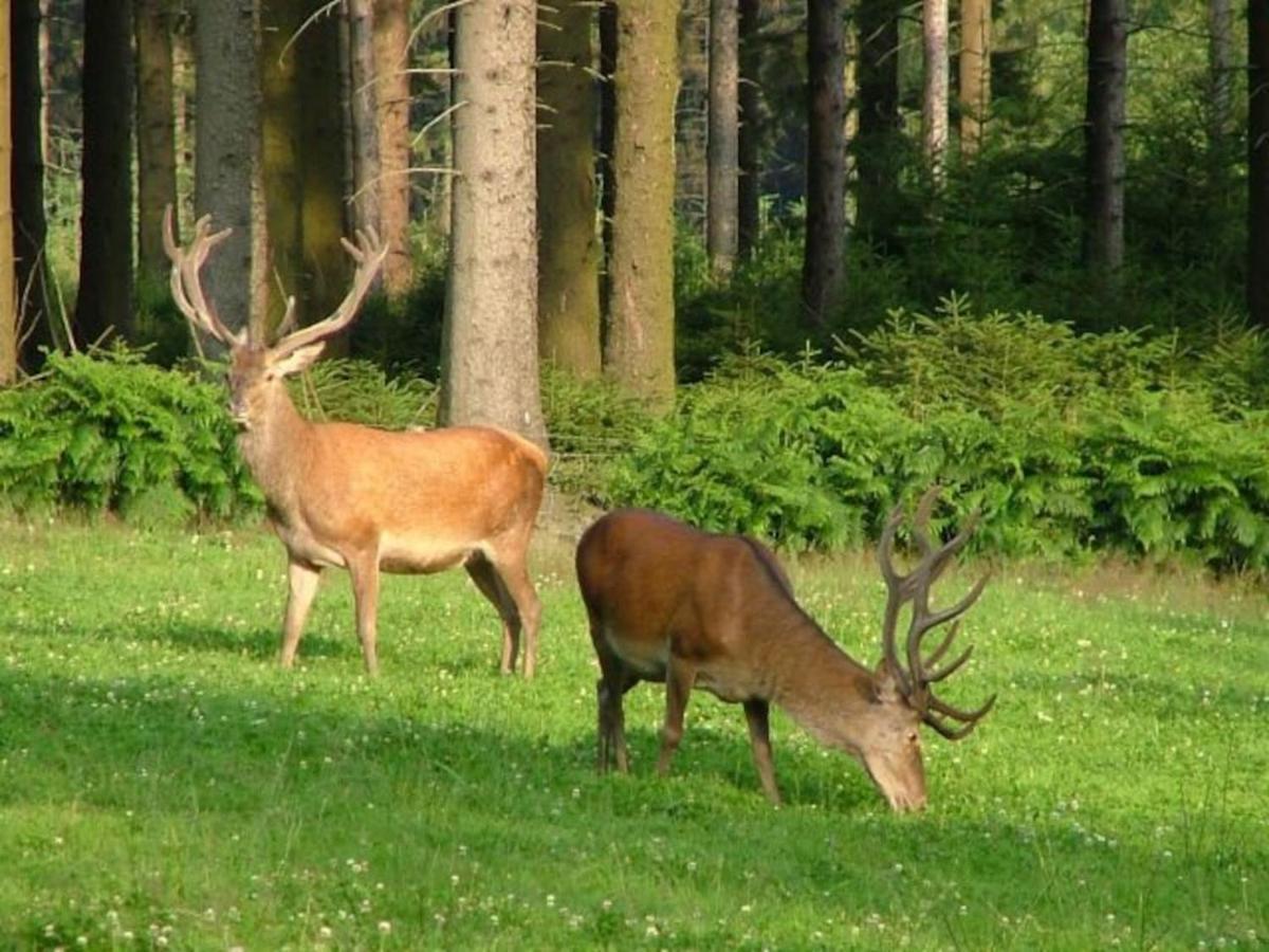 Le Chalet Achouffe Villa Wibrin Eksteriør billede